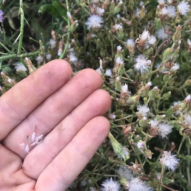 thumbnail for publication: A Beginner’s Guide to Producing and Saving Open-Pollinated Seeds for North Florida Farmers and Gardeners